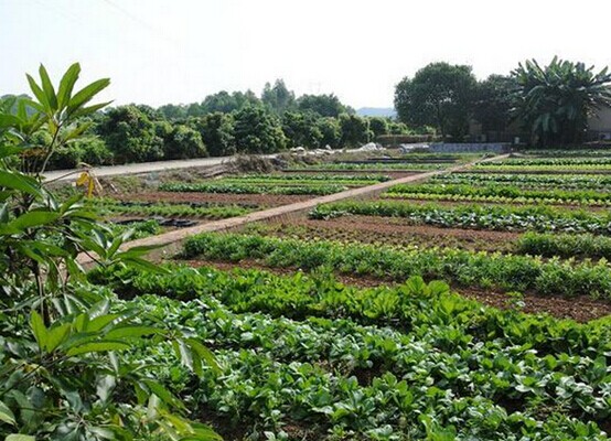 深圳九龍山生態(tài)園農(nóng)家樂一日游喜獲游客好評(píng)