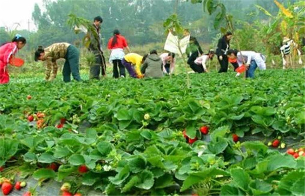 深圳九龍山生態(tài)園農(nóng)家樂(lè)一日游有哪些好處？