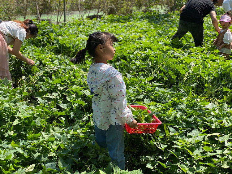 深圳農(nóng)家樂怎么玩好玩